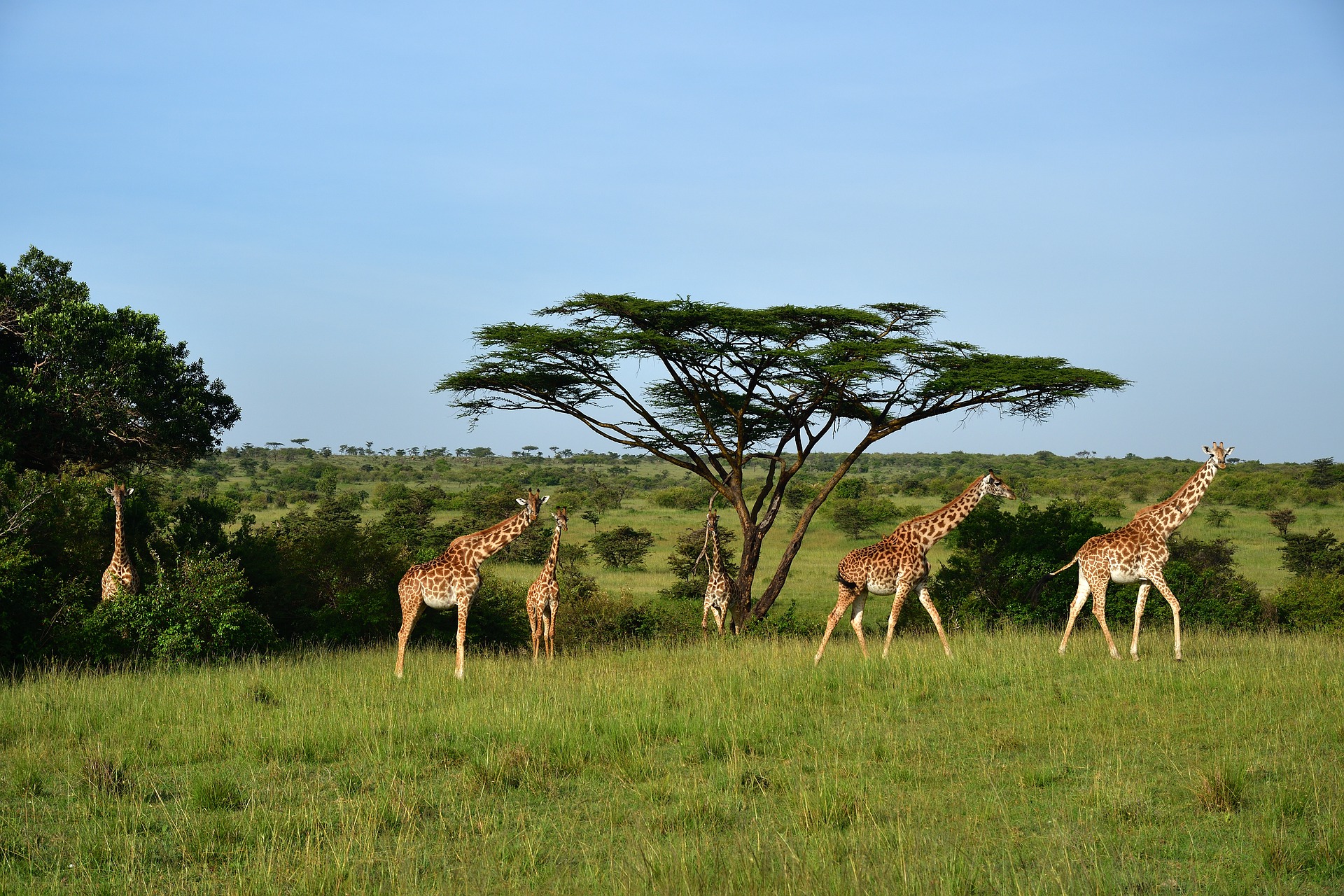 Maasai Mara Tour